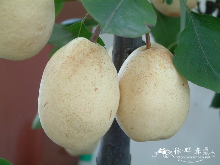 白梨Pyrus bretschneideri 白梨Pyrus bretschneideri