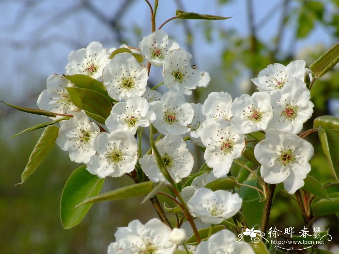 白梨Pyrus bretschneideri 白梨Pyrus bretschneideri