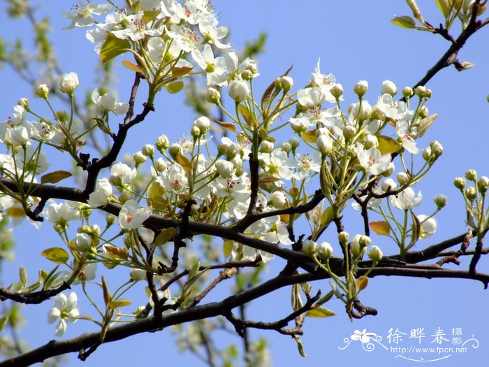 白梨Pyrus bretschneideri 白梨Pyrus bretschneideri