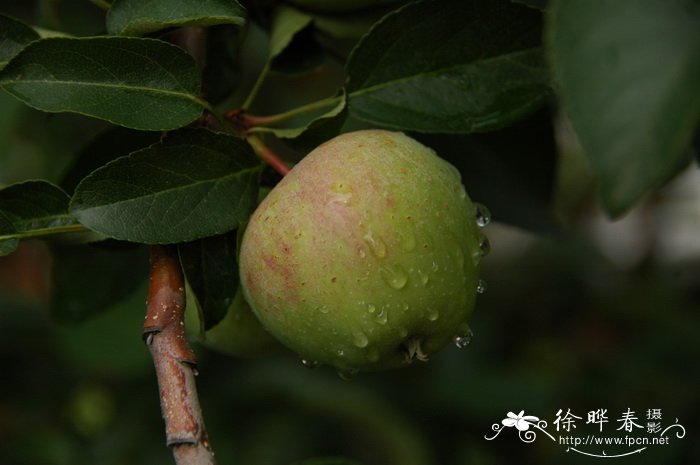 苹果梨Pyrus ussuriensis var. ovoidea