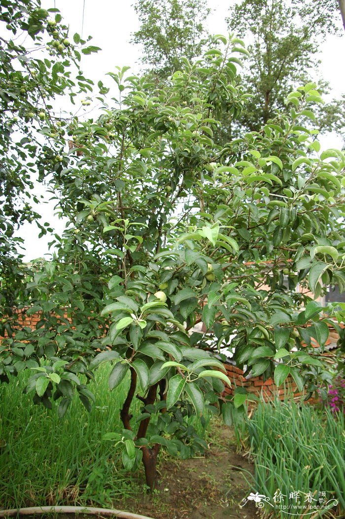 苹果梨Pyrus ussuriensis var. ovoidea