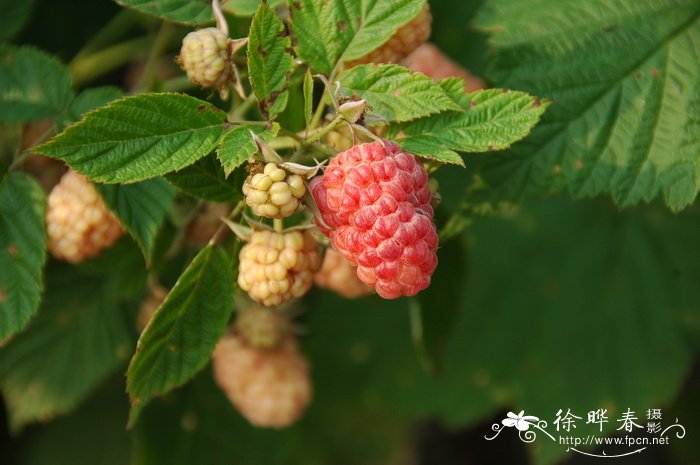 树莓Rubus idaeus 树莓Rubus idaeus