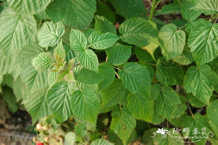 树莓Rubus idaeus 树莓Rubus idaeus