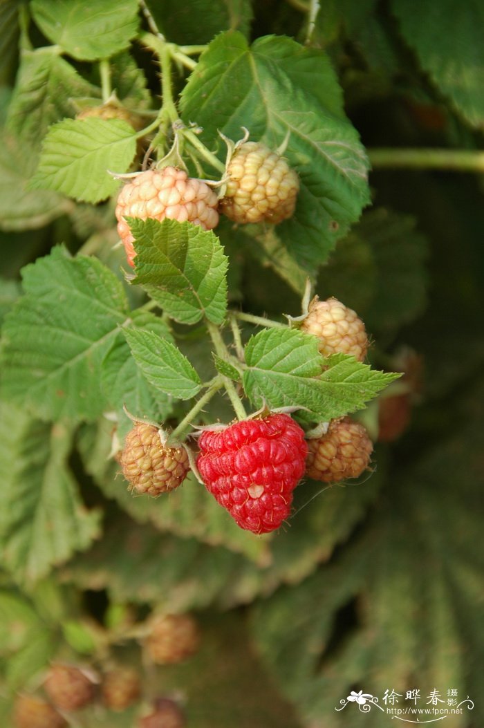 树莓Rubus idaeus 树莓Rubus idaeus