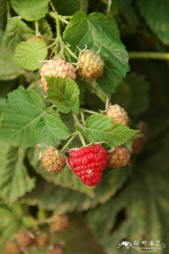 树莓Rubus idaeus