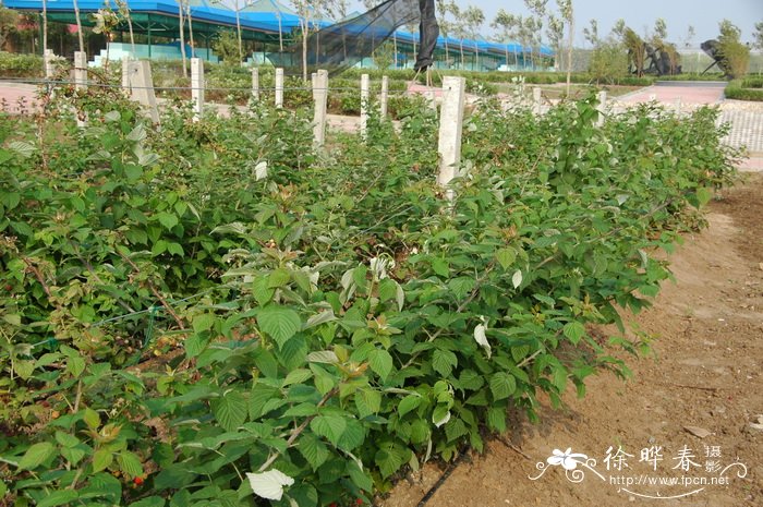 树莓Rubus idaeus 树莓Rubus idaeus