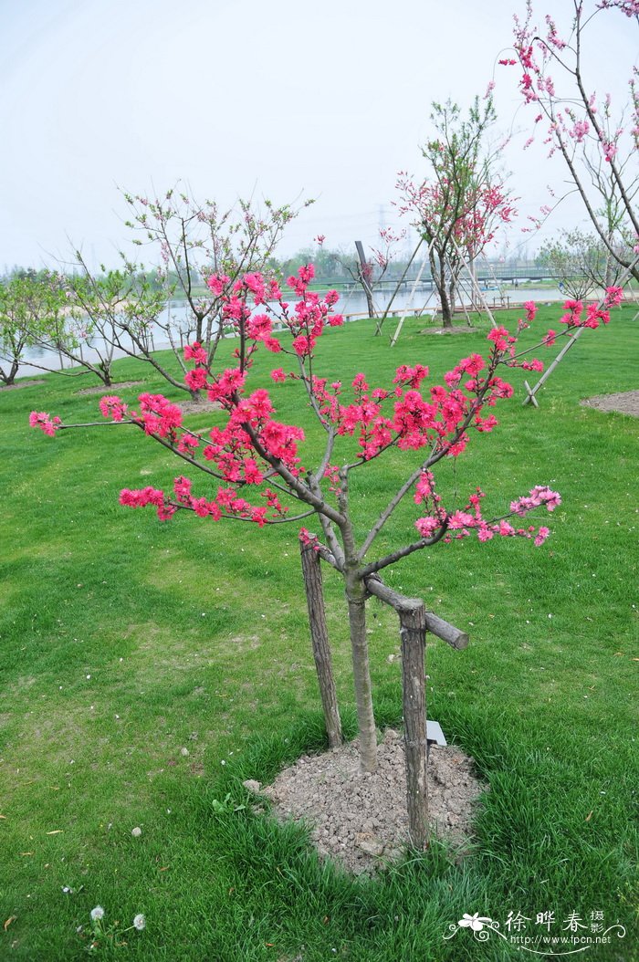 京舞子桃Amygdalus cv. 京舞子桃Amygdalus cv.