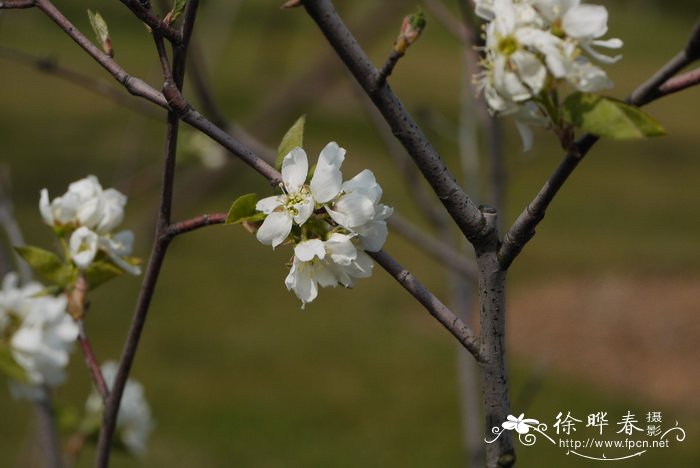 秋辉大花唐棣Amelanchier × grandiflora 'Autumn Brilliance'