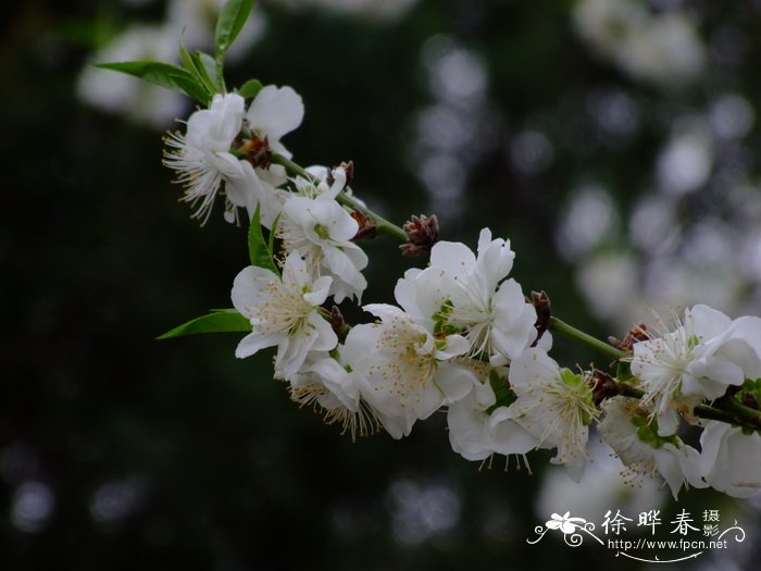 白花山碧桃Amygdalus davidiana 'Albo-plena' 白花山碧桃Amygdalus davidiana 'Albo-plena'