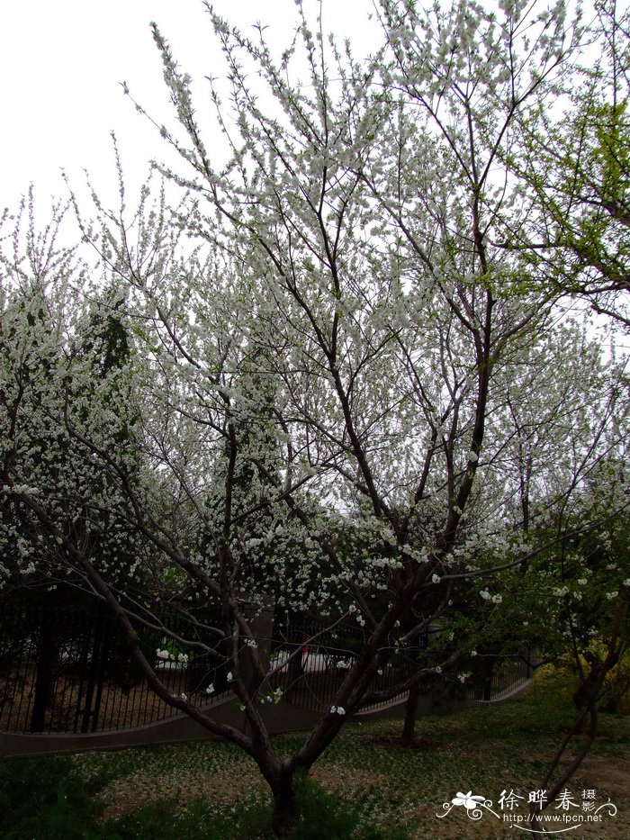 白花山碧桃Amygdalus davidiana 'Albo-plena' 白花山碧桃Amygdalus davidiana 'Albo-plena'