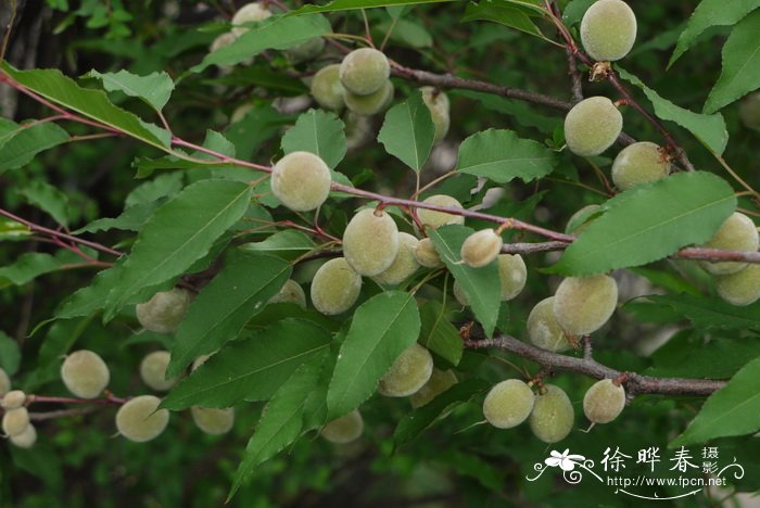 山桃 Amygdalus davidiana 山桃 Amygdalus davidiana