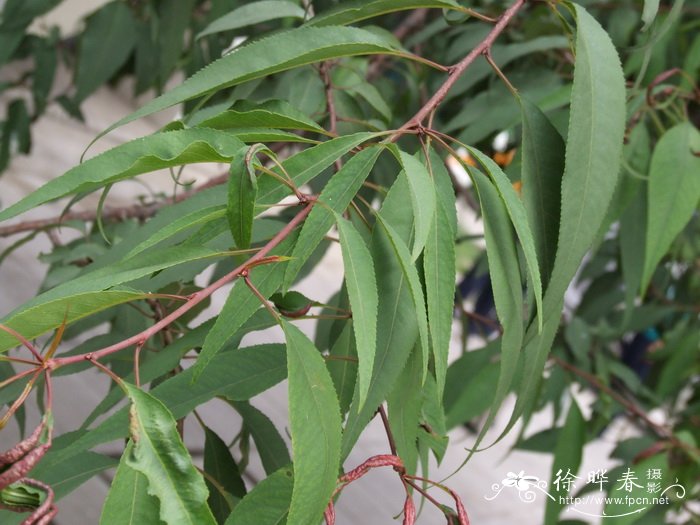 山桃 Amygdalus davidiana 山桃 Amygdalus davidiana
