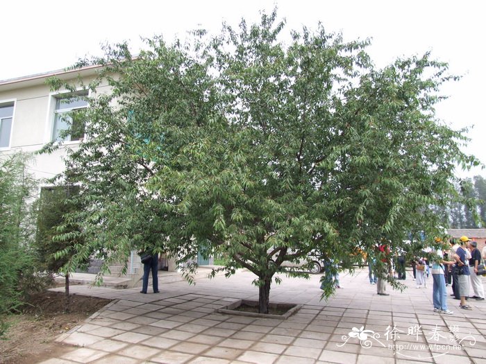 山桃 Amygdalus davidiana 山桃 Amygdalus davidiana