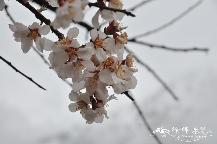 光核桃Amygdalus mira 光核桃Amygdalus mira