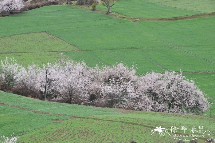 光核桃Amygdalus mira 光核桃Amygdalus mira
