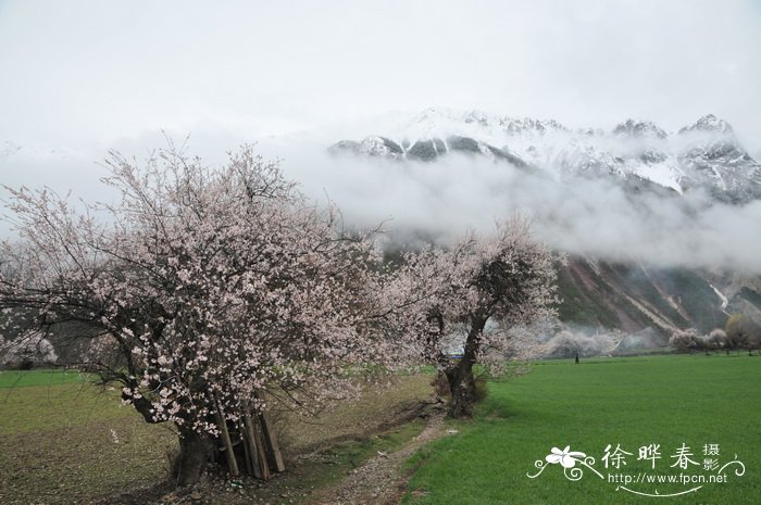 光核桃Amygdalus mira 光核桃Amygdalus mira