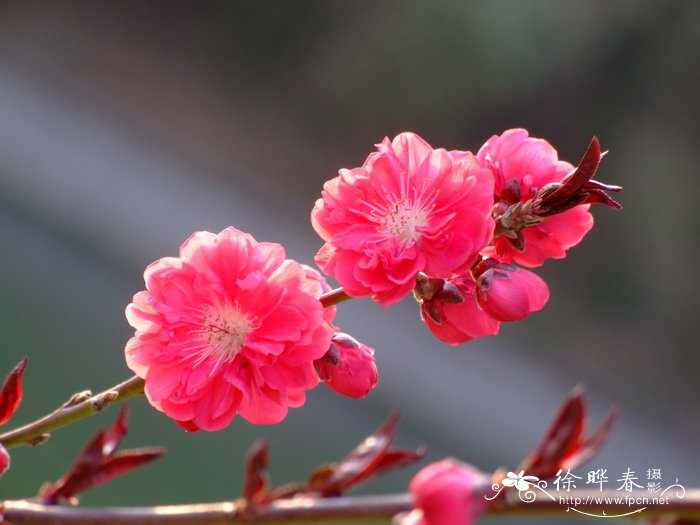 紫叶桃 Amygdalus persica ‘Atropurpurea’