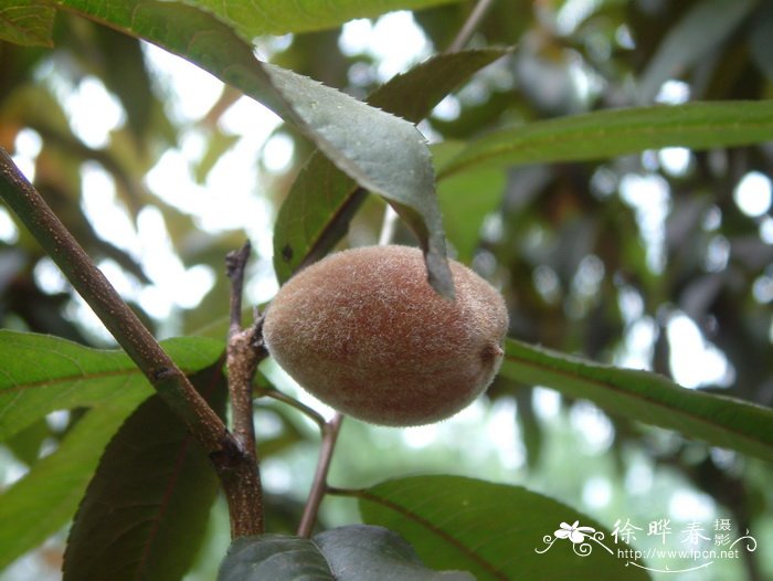 紫叶桃 Amygdalus persica ‘Atropurpurea’