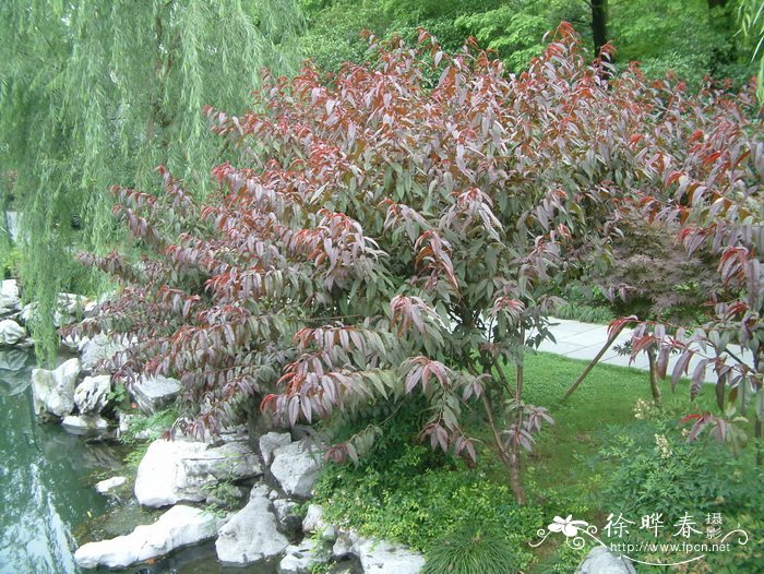 紫叶桃 Amygdalus persica ‘Atropurpurea’