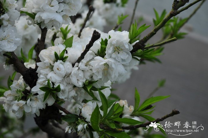 寿星桃Amygdalus persica ‘Densa’ 寿星桃Amygdalus persica ‘Densa’
