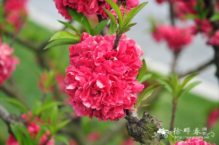 寿星桃Amygdalus persica ‘Densa’ 寿星桃Amygdalus persica ‘Densa’
