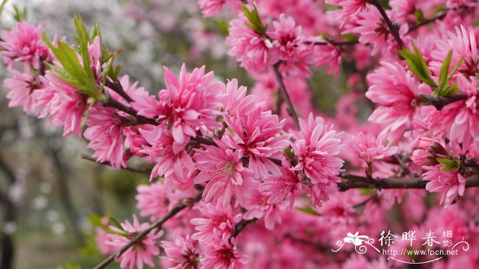 菊花桃Amygdalus persica ‘Kikumomo’