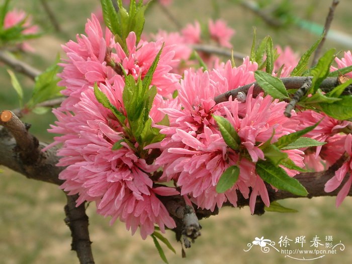 菊花桃Amygdalus persica ‘Kikumomo’