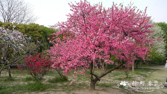 菊花桃Amygdalus persica ‘Kikumomo’