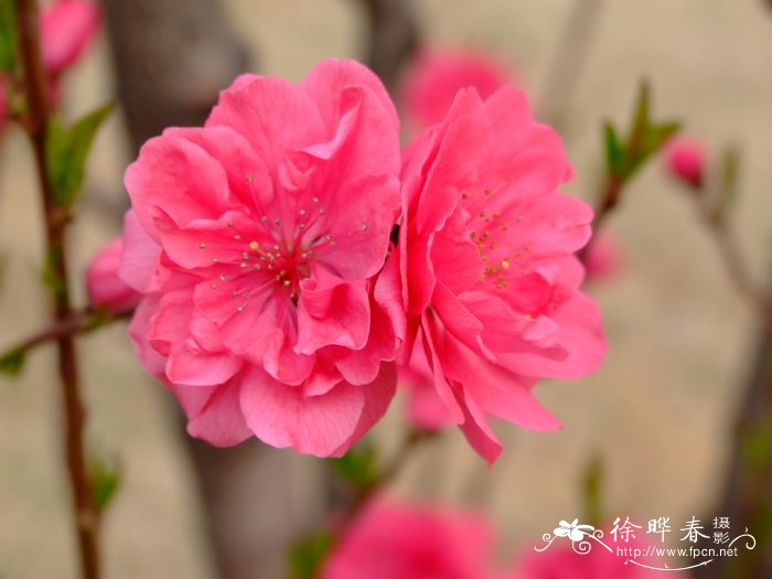 照手红桃花 Amygdalus persica ‘Terutebeni’