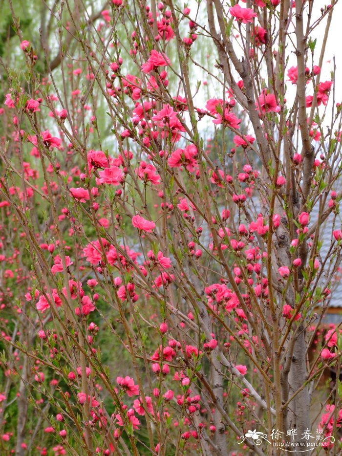 照手红桃花 Amygdalus persica ‘Terutebeni’