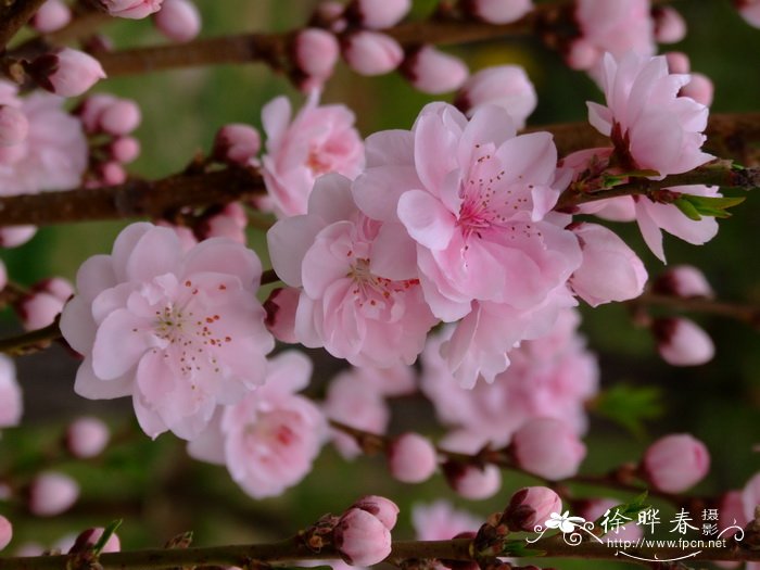 照手姬桃花Amygdalus persica ‘Terutemhime’