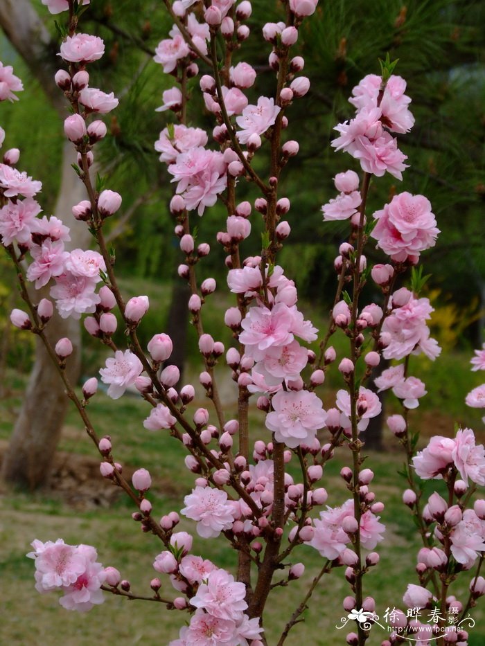 照手姬桃花Amygdalus persica ‘Terutemhime’