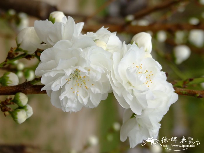 照手白桃花 Amygdalus persica ‘Teruteshiro’ 照手白桃花 Amygdalus persica ‘Teruteshiro’