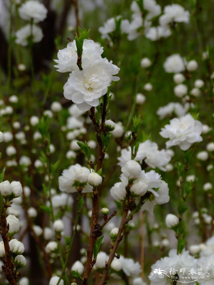 照手白桃花 Amygdalus persica ‘Teruteshiro’