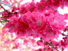 碧桃Amygdalus persica 'Duplex'