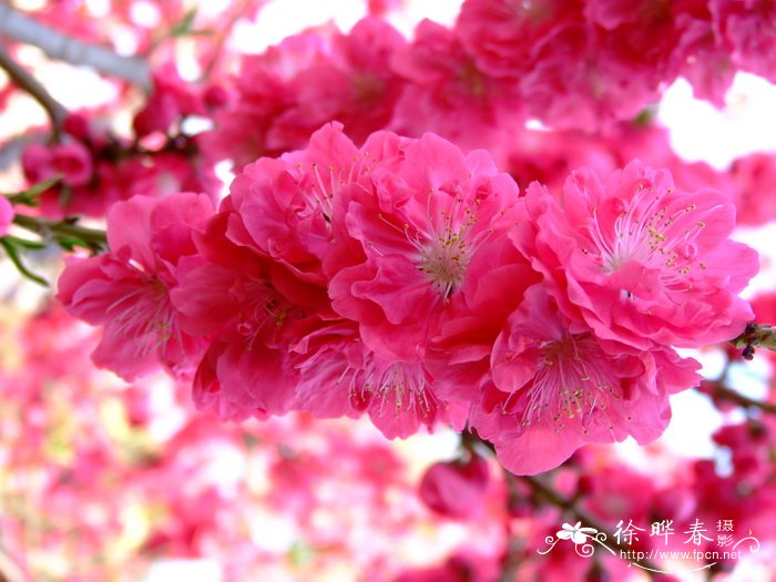 碧桃Amygdalus persica 'Duplex' 碧桃Amygdalus persica 'Duplex'