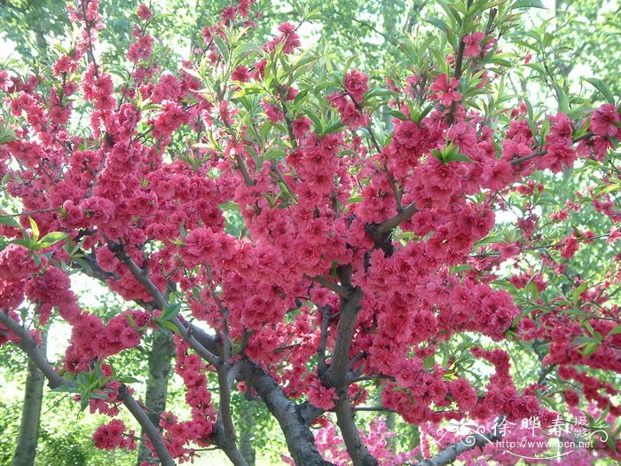 碧桃Amygdalus persica 'Duplex'