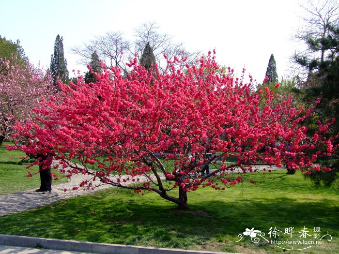 碧桃Amygdalus persica 'Duplex'