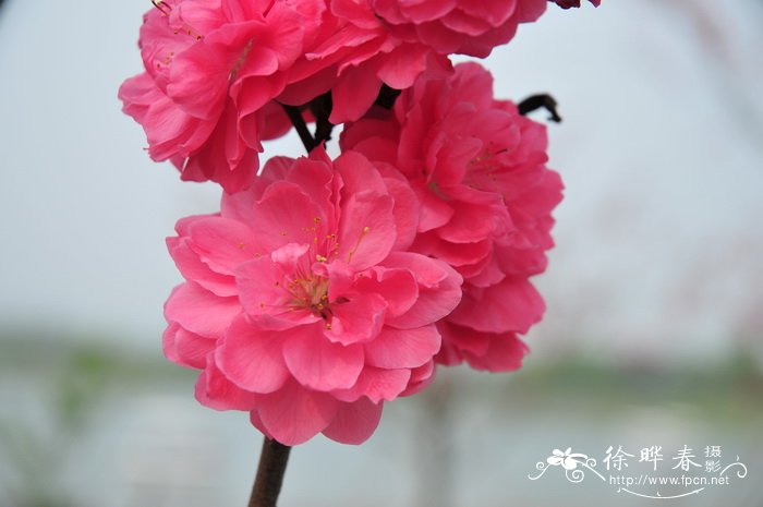 绛桃Amygdalus persica f. camelliaeflora 绛桃Amygdalus persica f. camelliaeflora