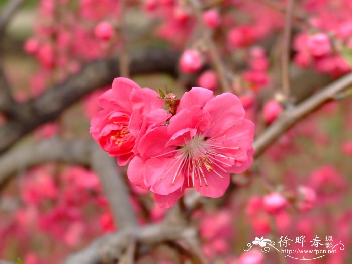 垂枝桃 Amygdalus persica f. pyramidalis 垂枝桃 Amygdalus persica f. pyramidalis