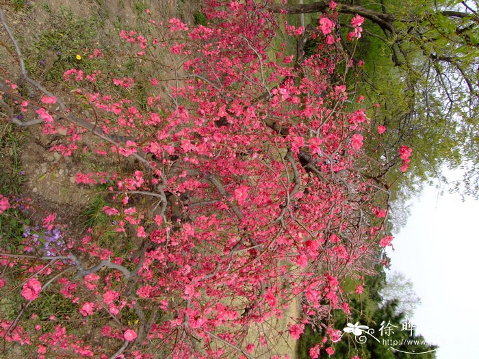 垂枝桃 Amygdalus persica f. pyramidalis