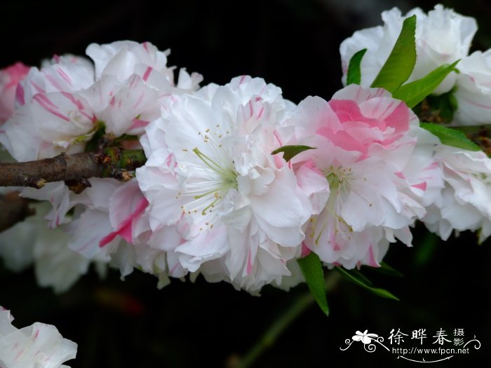 洒金碧桃Amygdalus persica f. versicolor 洒金碧桃Amygdalus persica f. versicolor