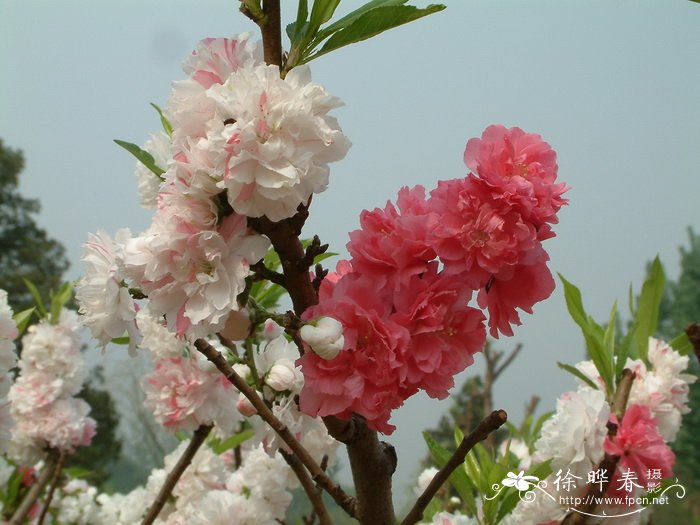 洒金碧桃Amygdalus persica f. versicolor