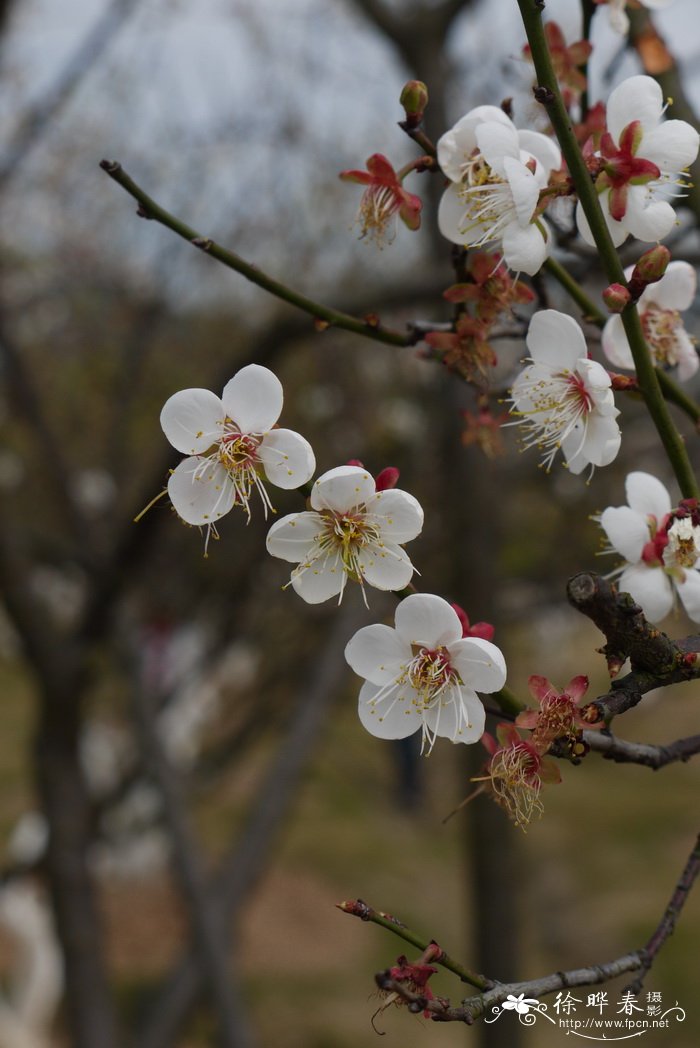 梅 Armeniaca mume