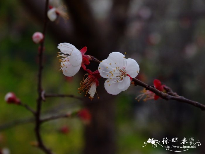 辽梅杏Armeniaca sibirica var. pleniflora