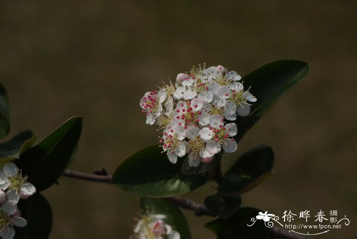 维京紫苦味果Aronia × prunifolia