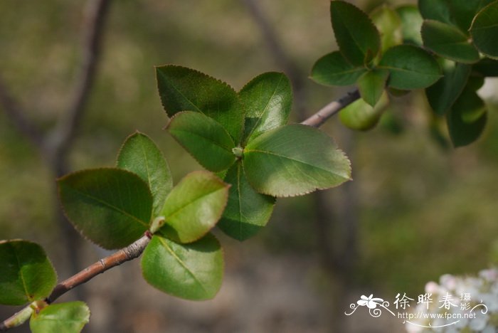 维京紫苦味果Aronia × prunifolia