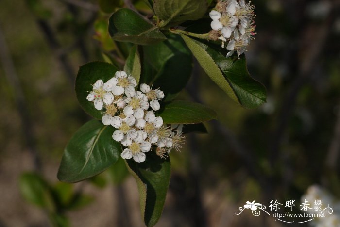 红苦味果 Aronia arbutifolia 红苦味果 Aronia arbutifolia