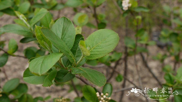红苦味果 Aronia arbutifolia 红苦味果 Aronia arbutifolia
