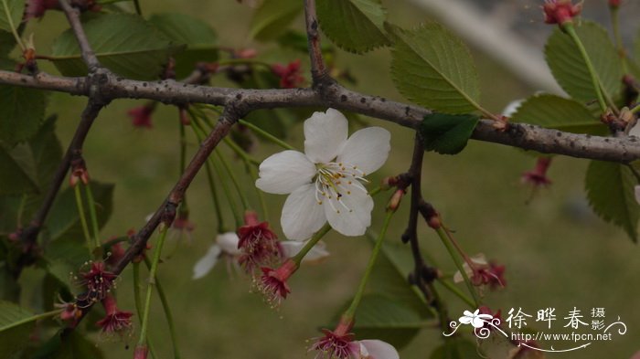 潘朵拉樱桃Cerasus ‘Pandora’ 潘朵拉樱桃Cerasus ‘Pandora’
